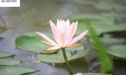 用药剂量、药用量tid -药用量0.25g是什么意思网