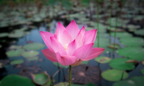 药的剂量-用药剂量、药用量tid -药用量0.25g是什么意思网